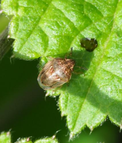 Réf. 229 636 : Neottiglossa leporina